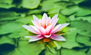 Flor de loto como símbolo de la meditación.